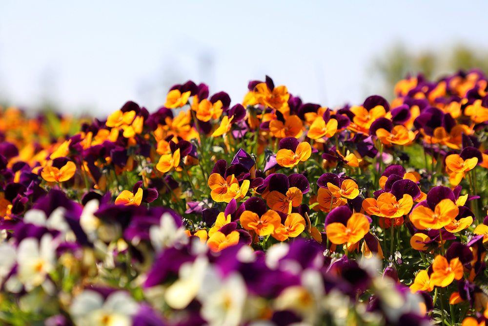 1690873620455146.jpg 2.jpg